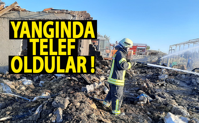 haber resim