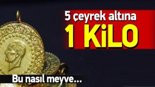 resim