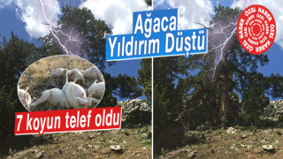 resim