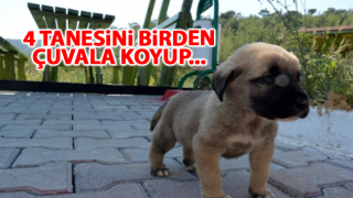 resim