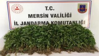 resim